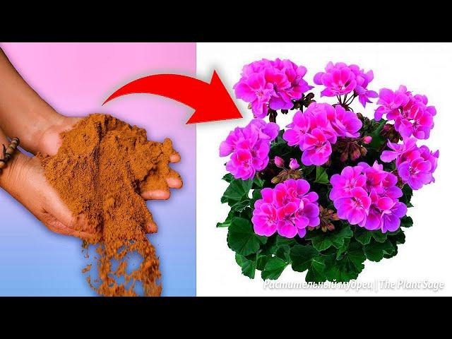 3 Powerful Fertilizers for GERANIUM Blooms! How to feed pelargoniums and other flowers