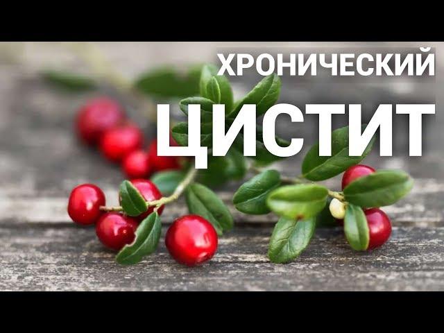 Хронический цистит - как избежать рецидивов?