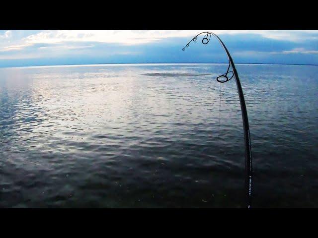 Beach Stripers, Then BIG Shark Attacks My Topwater Lure!