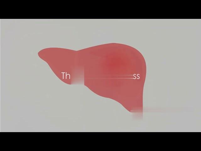 Your Liver.The Ultimate Multitasker