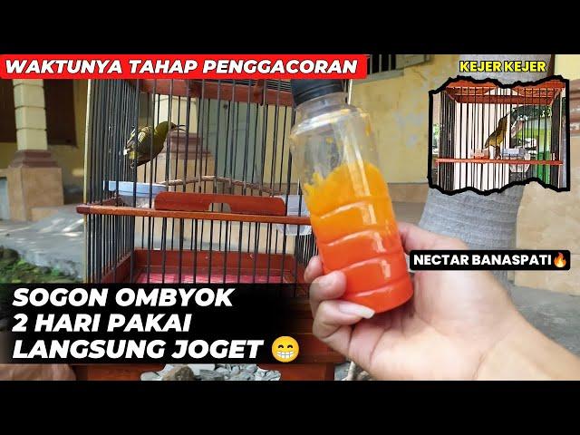 UPDATE SOGON TROTOL HASIL NGOMBYOKWAKTUNYA PENGGACORAN