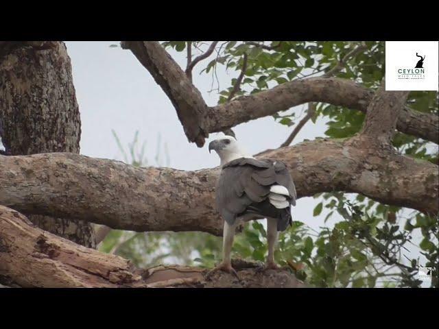 Meal time - White bellied sea eagle, Wilpattu National Park, Sri Lanka Ceylon Wild Tales