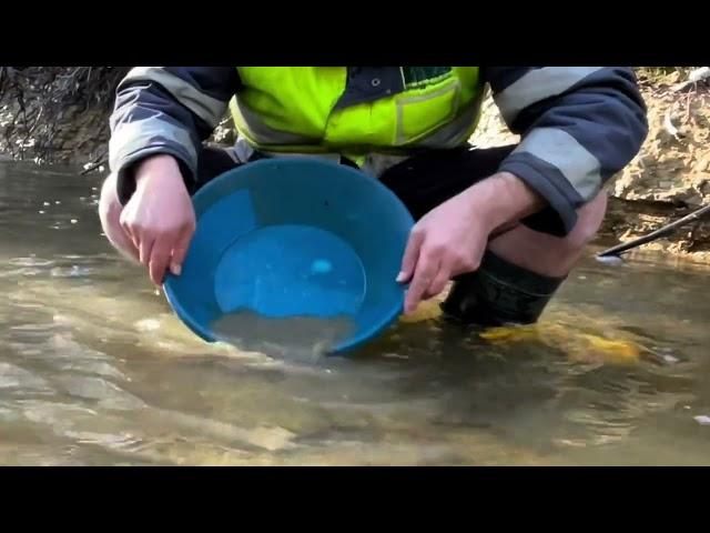 Is there gold at this free campground. Slaty creek Creswick #goldprospecting #free camping