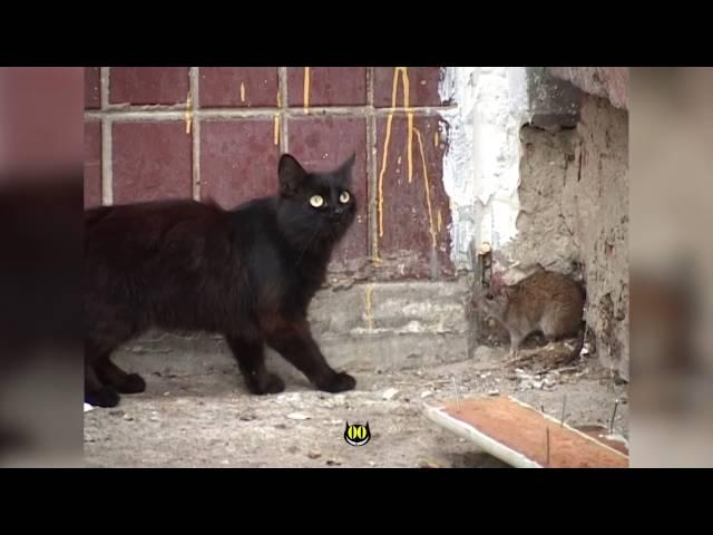 Rat attacks cats || HiCat Evil