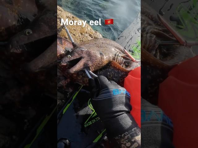 Spearfish moray eel  Подводная охота на мурену #spearfishing #morayeel #fishing #montenegro