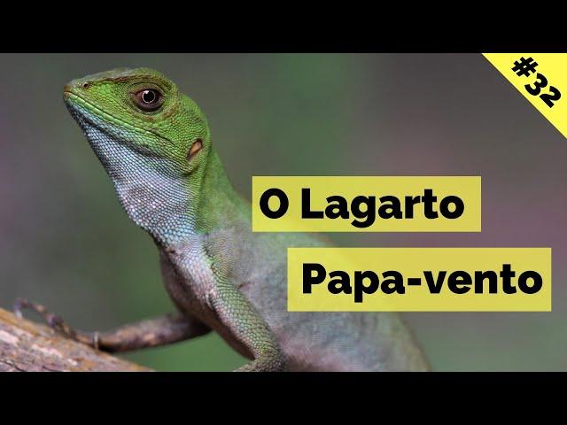 Lagarto Papa-vento  - Enyalius perditus / Diário Animal