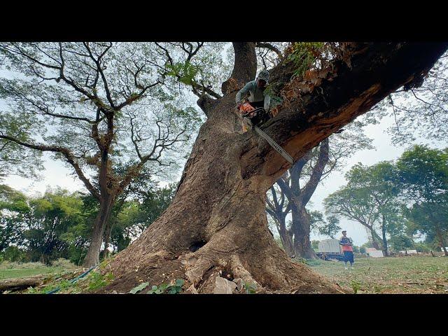 The most dangerous logging of large trembesi trees‼️