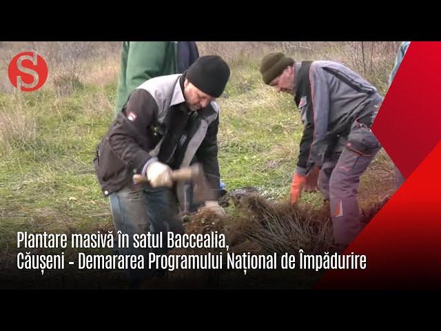 Plantare masivă în satul Baccealia, Căușeni – Demararea Programului Național de Împădurire