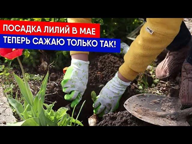 Посадка лилий в мае  - теперь сажаю только так!