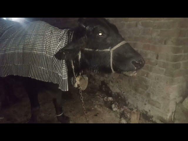 A Buffalo about to die due to drenching Pneumonia in Pakistan