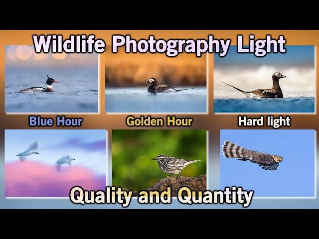 Wildlife Photography Light - Quality vs. Quantity