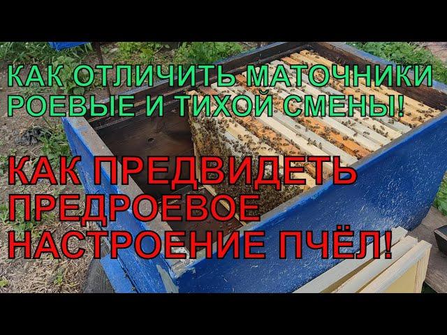 КАК ОТЛИЧИТЬ МАТОЧНИКИ РОЕВЫЕ ТИХОЙ СМЕНЫ И ПРЕДВИДЕТЬ РОЕНИЕ ️