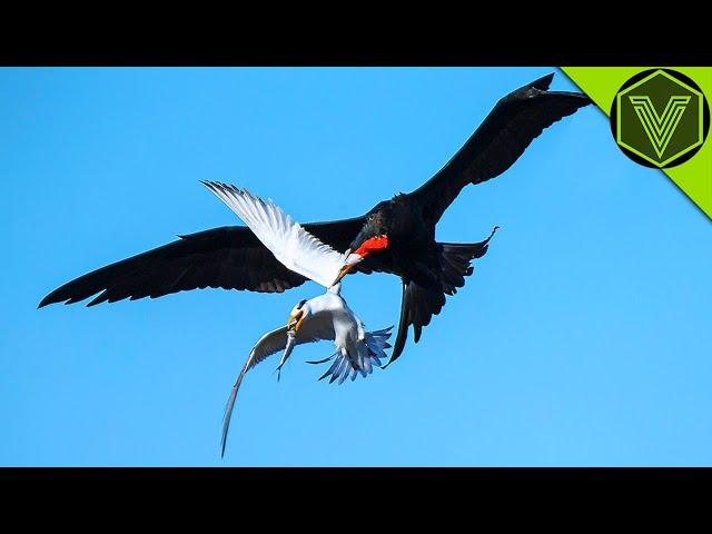 FRIGATEBIRD — the sky gangster feared by all seabirds! Frigatebird vs sea turtle and flying fish!