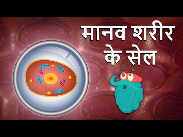 ह्यूमन सेल | मानव शरीर की कोशिका | Human Cell In Hindi |Dr.Binocs Show |Cell Structure |Binocs Hindi