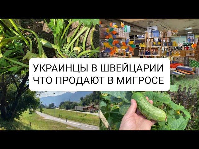 Наша жизнь в Швейцарии. Обзор магазина Мигрос и своего огорода.