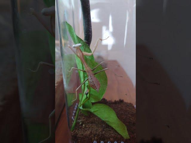 Poor Mantis has a handicap after molting. Crooked arms make eating and climbing very difficult.