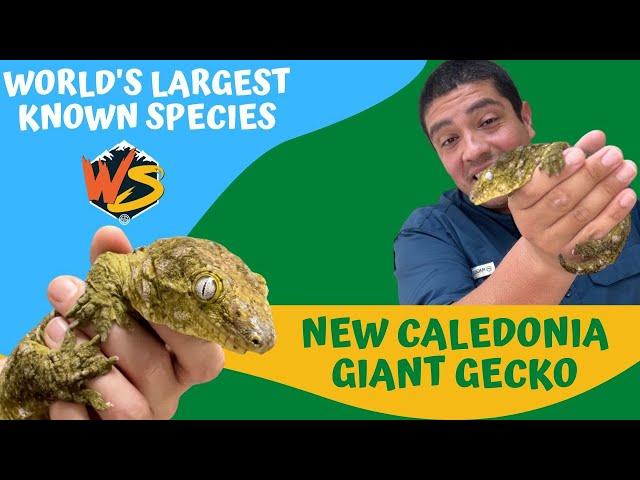 World's Largest Known Species of Gecko!