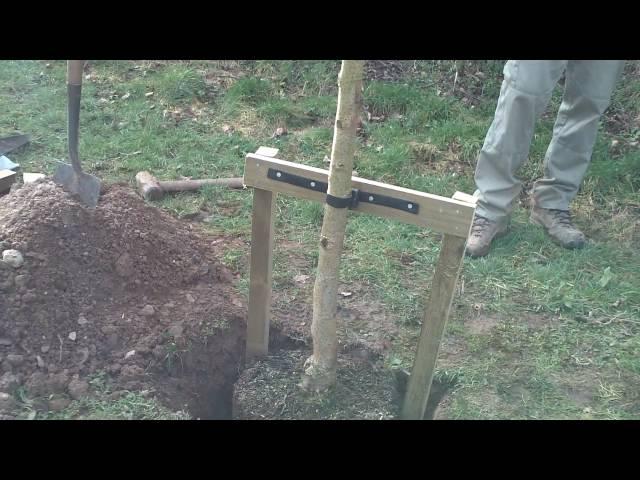 How to Stake a Large Tree