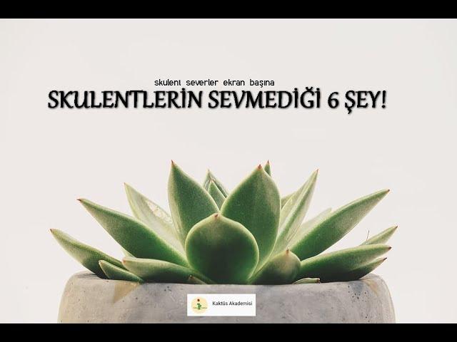 SKULENTLERİN SEVMEDİĞİ 6 ŞEY! | Bunlara Dikkat!