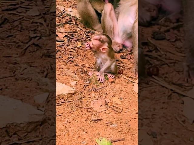 Sweet little baby monkey and momma #reelsviral #monkey #cute #viral #trending #Amazing #monkeylove