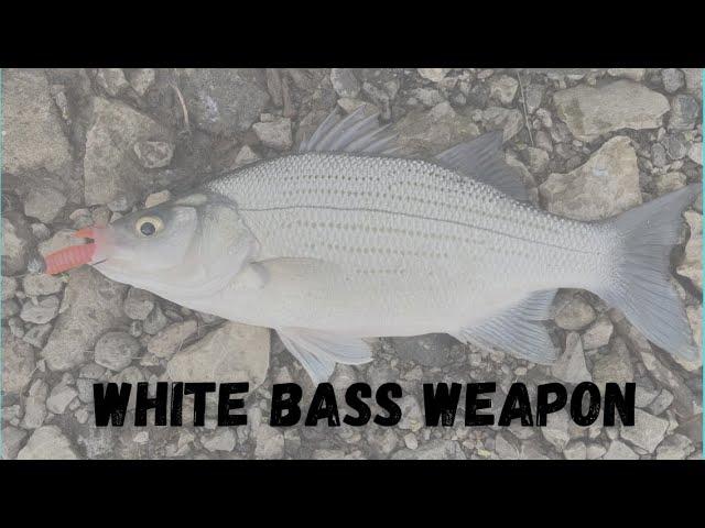 White Bass Rig - Maumee River