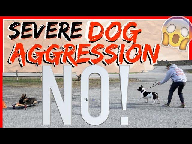 My Dog is Aggressive towards other dogs! Help! - Dog Training with Americas Canine Educator