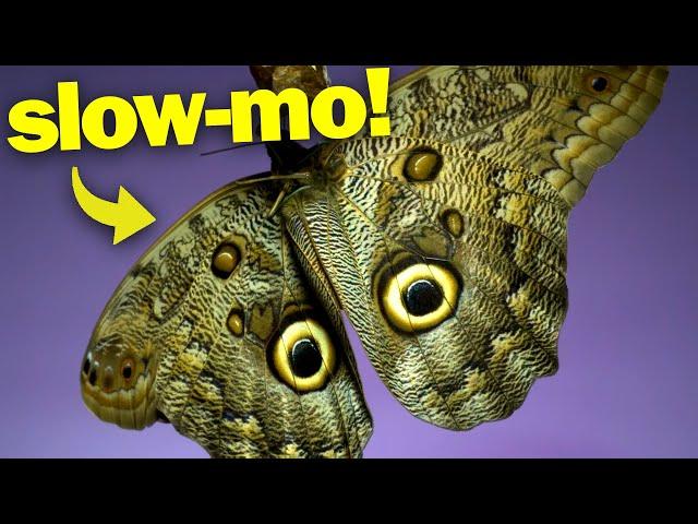 Butterfly Flight in Slow Motion!