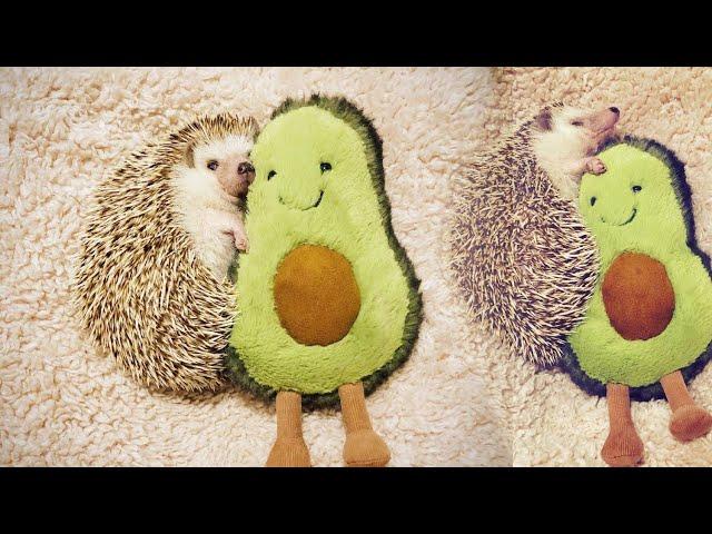 AWW! Cute And Funny Hedgehog Video Compilation