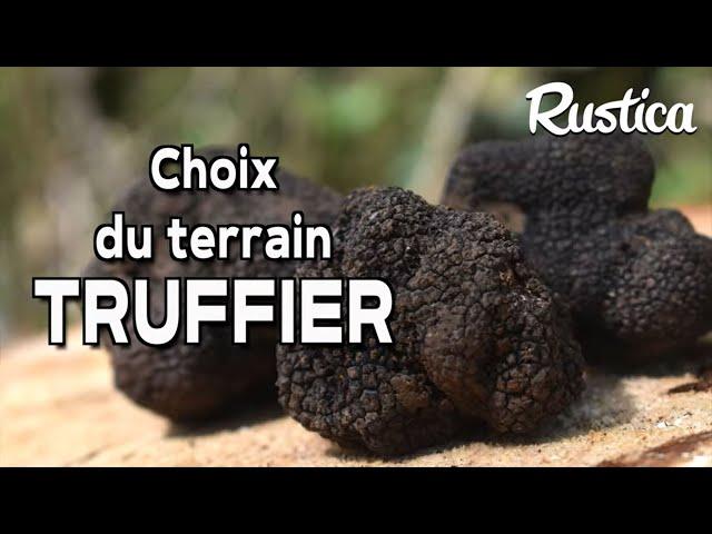 Des truffes dans son jardin : choisir sa truffe et son arbre truffier