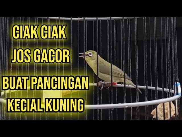 ciak ciak jos gacor | jadi pancingan kecial kuning  lombok