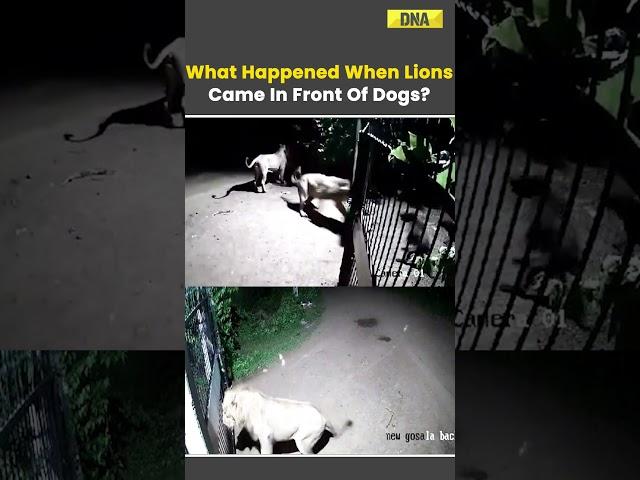 Lions Vs Dogs: Dramatic Fight Caught On CCTV Camera In Gujarat #lion #dogs #gujarat #viral #shorts