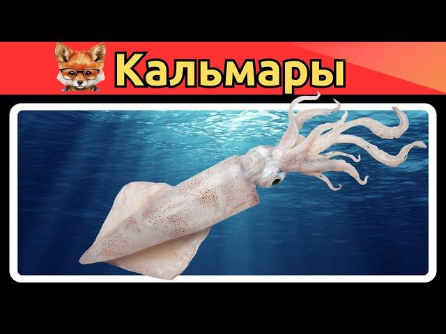 Кальмары: интересные факты | подводные животные | мастера маскировки