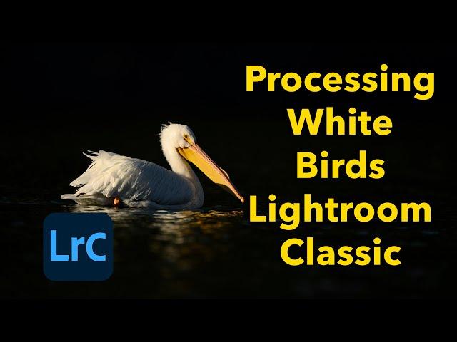 Lightroom for White Birds