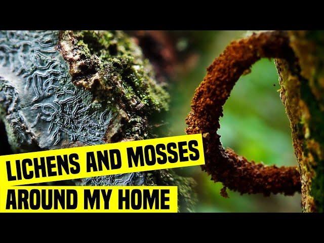 Lichens and Mosses Around My Home - Sri Lanka