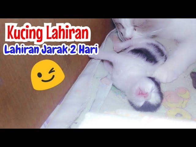 Jarak Lahir Kucing Persia 2 Hari Bayi Kuat Dan Lincah