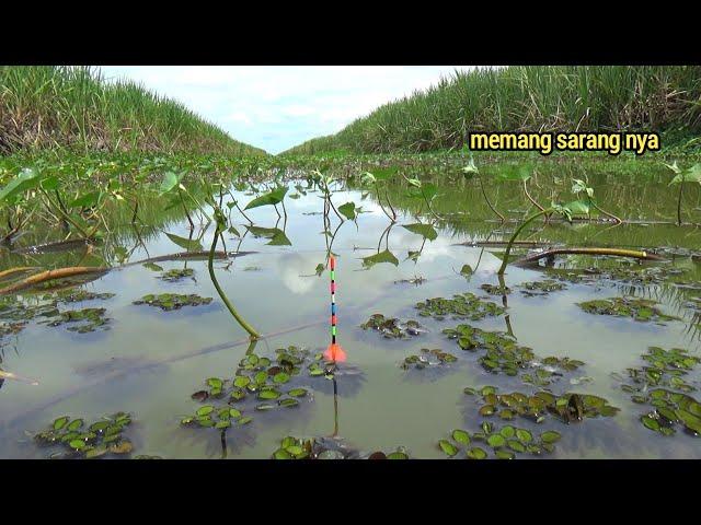 "Rezeki Nomplok! Spot Tak Terduga Ini Ternyata Ada Nila Babon nya!"