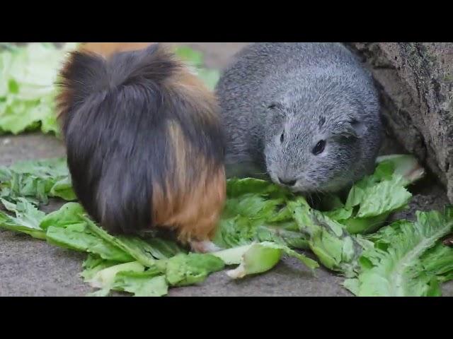 Hausmeerschweinchen aus dem Tierpark Berlin