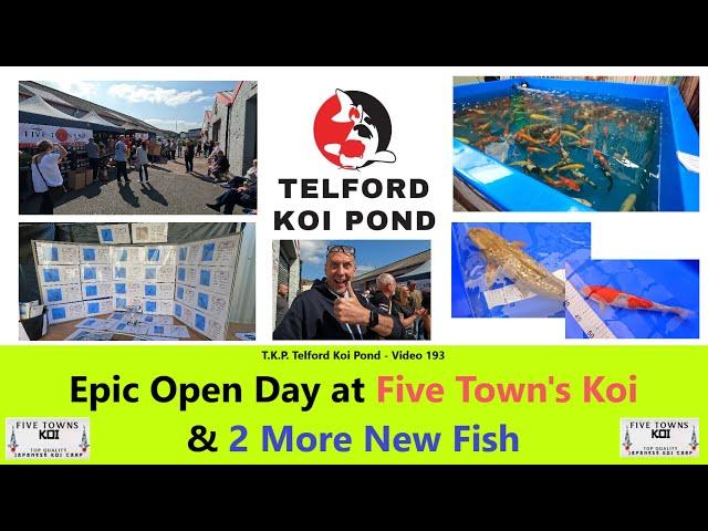 T.K.P.  Telford Koi Pond - Video 193 - Epic Open Day at Five Town's Koi & 2 More New Fish #koi