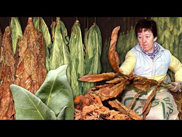 Artisanal TOBACCO. Cultivation and drying of the tobacco plant for commercialization