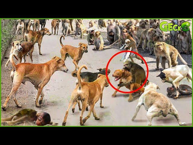 35 Chaotic Battles Of Angry Monkeys Rushes Into The Dog's Territory To Attack | Animal Fight