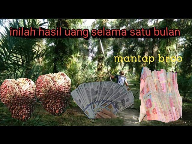 INILAH PENGHASILAN KEBUN KELAPA SAWIT DALAM WAKTU SATU BULAN