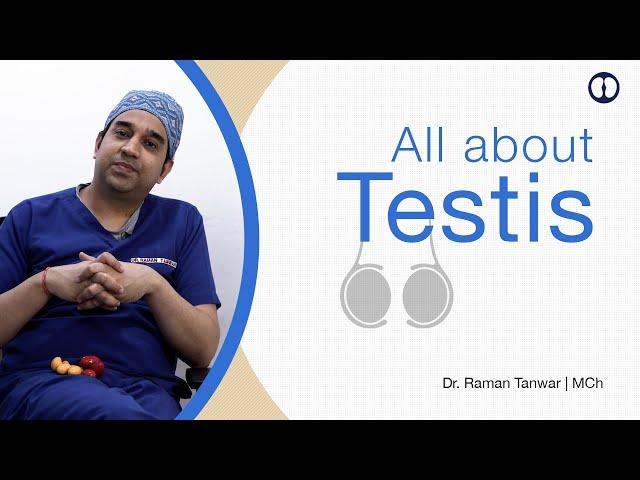 Testis ya Goliyon ki vo Jaankari jo Har Aadmi ko pata honi chahiye | Basics of the Testis for Men