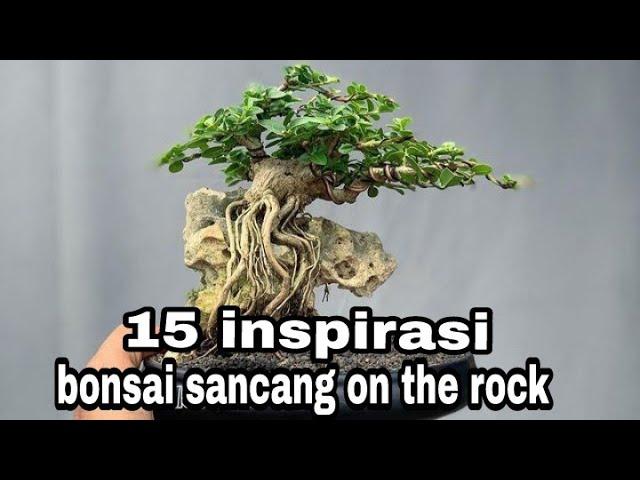 15 INSPIRASI BONSAI SANCANG MAME ON THE ROCK TERCANTIK || karya reza_bonsai