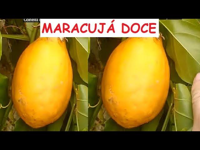 maracujá doce gigante, plantado num furo no quintal, fácil carrega, economiza ai plsss