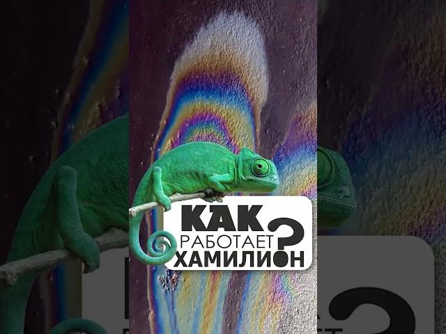 Как Работает Краска Хамелеон #painter #shorts  #автоэмали #automobile #покраска