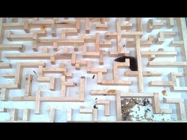 Bigger, tighter mouse maze experiments