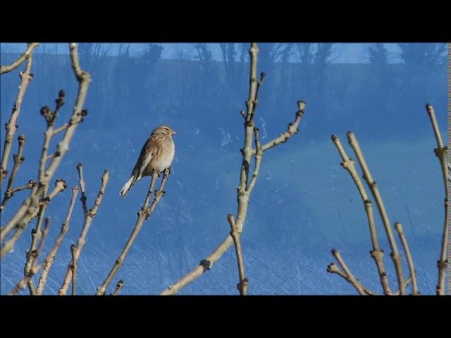 The sound of 500 Linnets (Linaria cannabina)