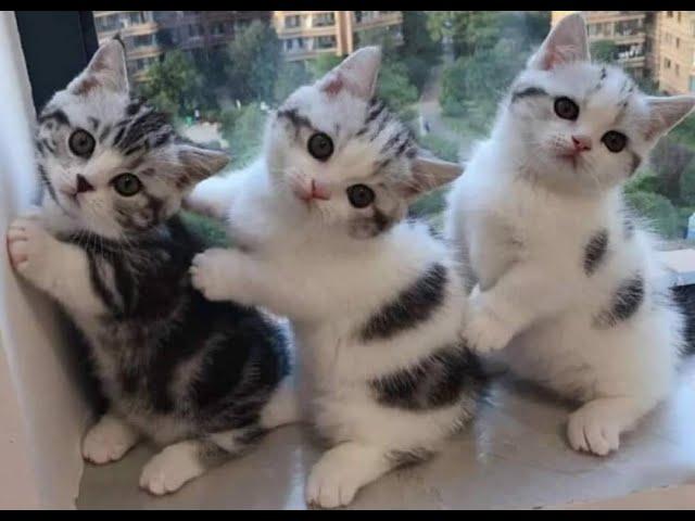  Funny kittens for a good mood!  A selection of jokes with cats and kittens! 