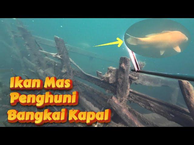 2 HARI TERSIAL!!! BERBURU IKAN MAS DAN GURAME DI BANGKAl KAPAL DANAU TOBA || SPEARFISHING