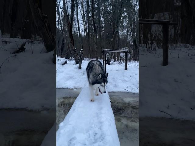 Зимние лесные прогулки с Хаски Луной #hasky #forest #winter